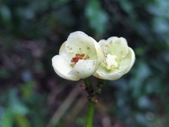 Elaeodendron croceum