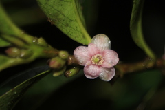 Symplocos theiformis