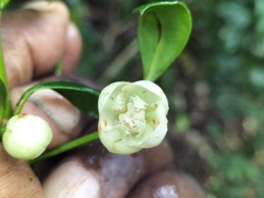 Elaeodendron croceum