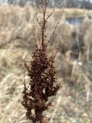 Rumex crispus