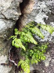 Asplenium theciferum