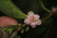 Symplocos theiformis