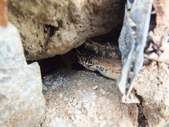 Xenochrophis vittatus