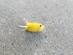 Lophocampa