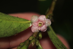 Symplocos theiformis