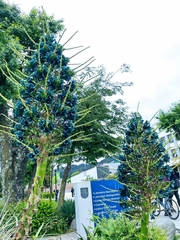 Puya alpestris alpestris