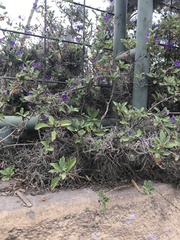 Lycianthes