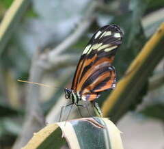 Heliconius ismenius