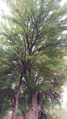 Prosopis chilensis