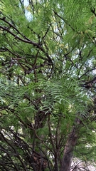 Prosopis chilensis