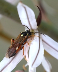 Tenthredopsis