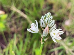 Albuca virens virens