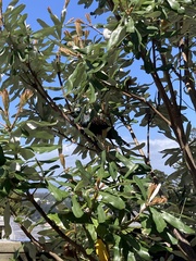 Prosthemadera novaeseelandiae