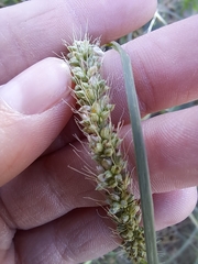 Setaria leucopila
