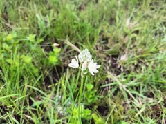 Albuca virens virens