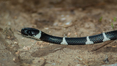Tropidodipsas fasciata