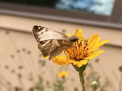 Heliopetes laviana