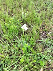 Albuca virens virens