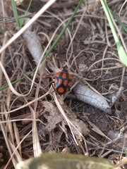 Stiretrus decastigmus