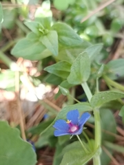 Anagallis