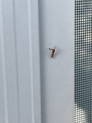 Caloptilia bimaculatella