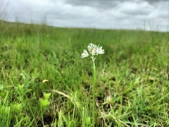 Albuca virens virens