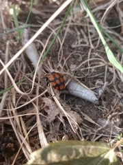 Stiretrus decastigmus