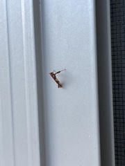 Caloptilia bimaculatella