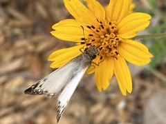Heliopetes laviana