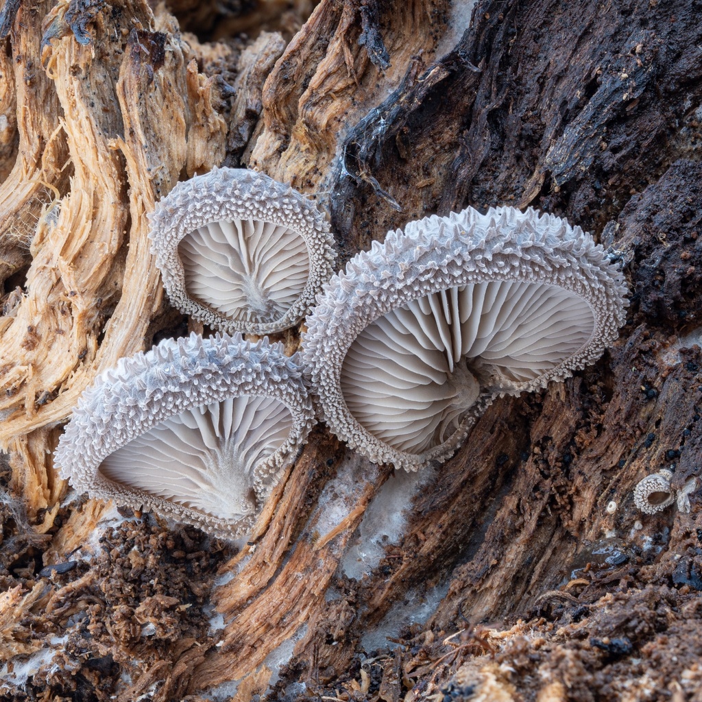 woolly oyster