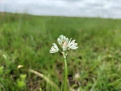 Albuca virens virens