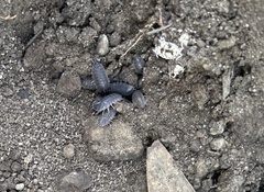 Porcellio laevis