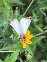 Heliopetes laviana
