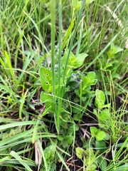 Albuca virens virens