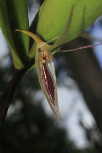 Pleurothallis tentaculata