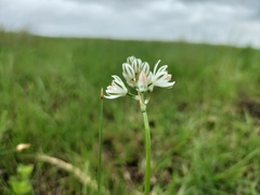 Albuca virens virens