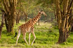 Giraffa camelopardalis rothschildi