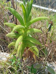 Calceolaria crenata