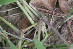 Urochloa texana