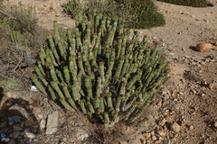 Euphorbia officinarum echinus