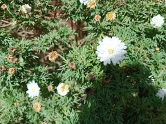 Argyranthemum frutescens