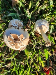 Chlorophyllum
