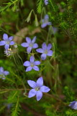 Wahlenbergia stricta stricta