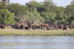 Syncerus caffer brachyceros