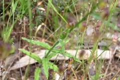 Wahlenbergia stricta stricta
