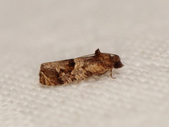 Lobesia peltophora