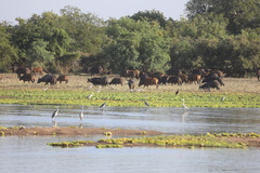 Syncerus caffer brachyceros