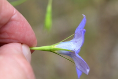 Wahlenbergia stricta stricta