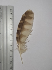 Athene cunicularia