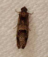 Lobesia peltophora